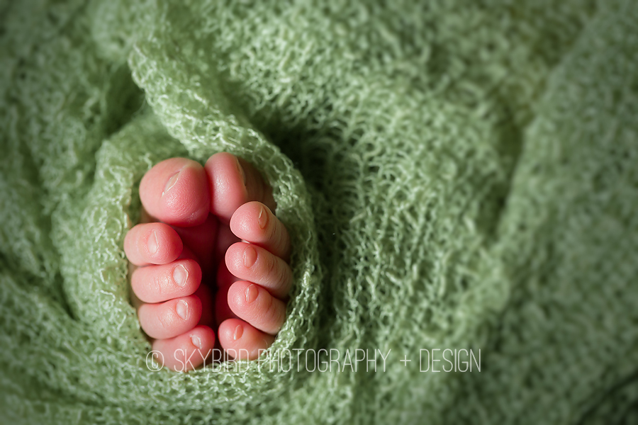 Virginia Newborn Photographer