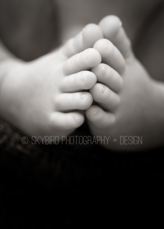 Crozet newborn photographer