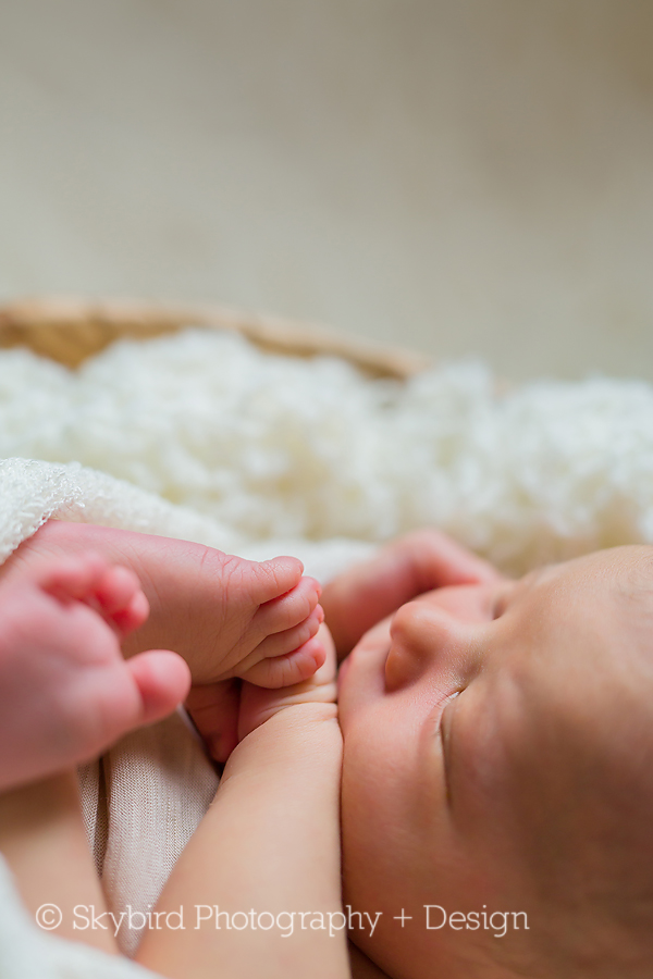 Charlottesville Newborn Studio Photographer